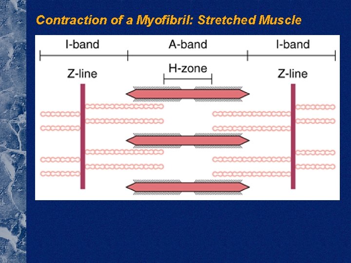 Contraction of a Myofibril: Stretched Muscle 