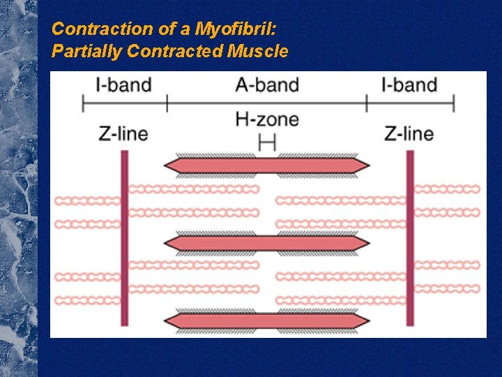 Contraction of a Myofibril: Partially Contracted Muscle 