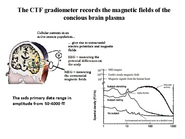 The CTF gradiometer records the magnetic fields of the concious brain plasma 103 The