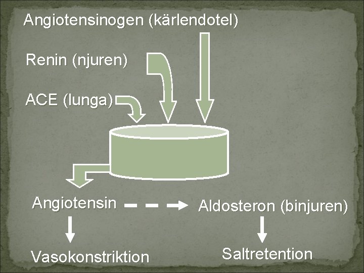 Angiotensinogen (kärlendotel) Renin (njuren) ACE (lunga) Angiotensin Vasokonstriktion Aldosteron (binjuren) Saltretention 
