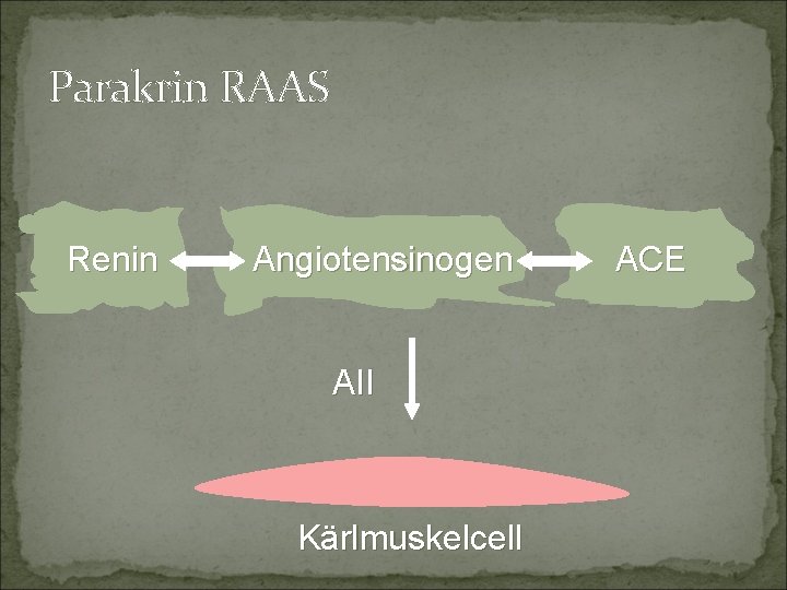 Parakrin RAAS Renin Angiotensinogen AII Kärlmuskelcell ACE 