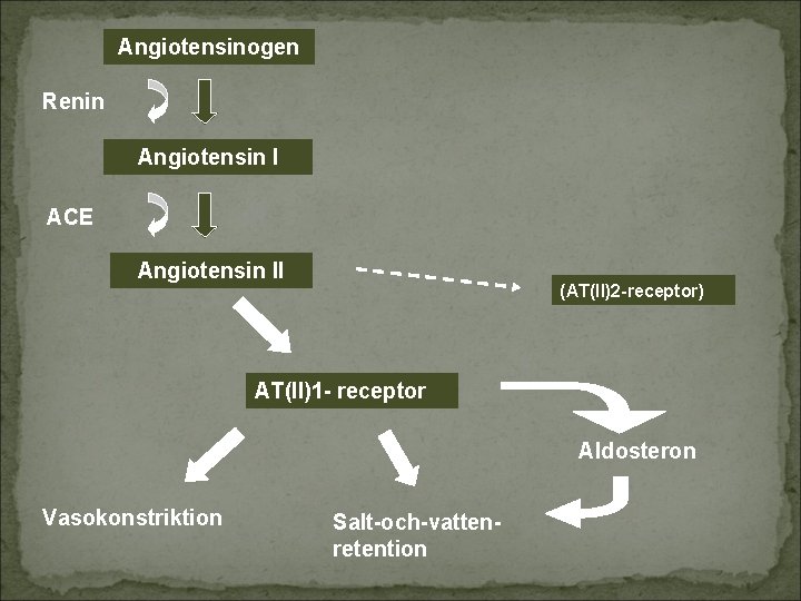 Angiotensinogen Renin Angiotensin I ACE Angiotensin II (AT(II)2 -receptor) AT(II)1 - receptor Aldosteron Vasokonstriktion