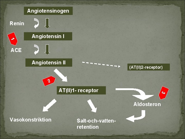 Angiotensinogen Renin 1 Angiotensin I ACE Angiotensin II (AT(II)2 -receptor) 2 3 AT(II)1 -