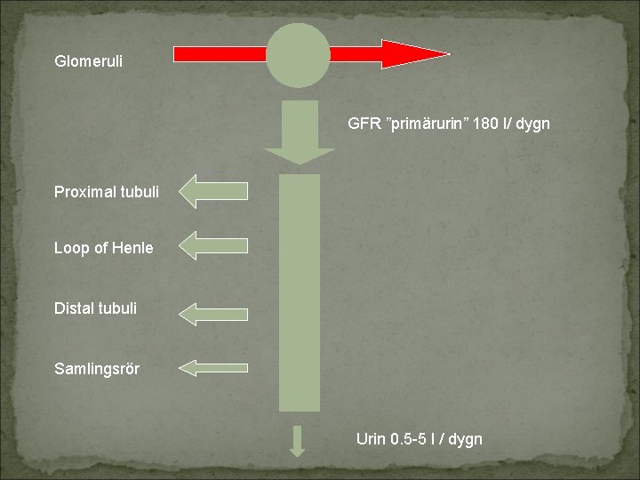 Glomeruli GFR ”primärurin” 180 l/ dygn Proximal tubuli Loop of Henle Distal tubuli Samlingsrör