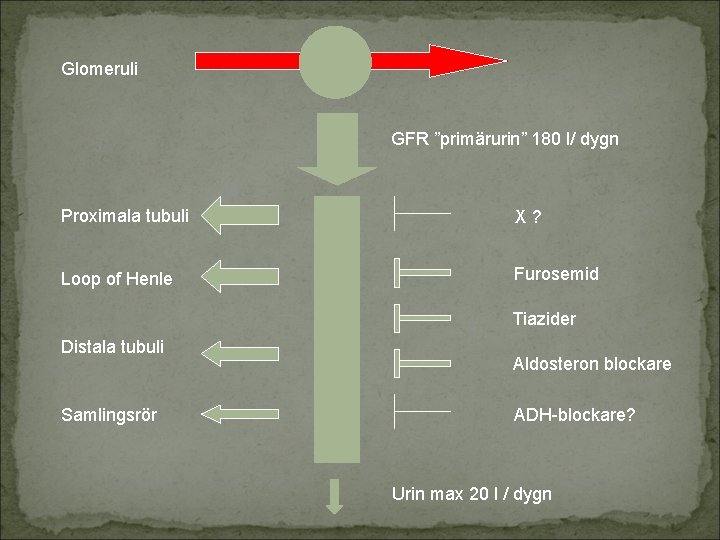 Glomeruli GFR ”primärurin” 180 l/ dygn Proximala tubuli X? Loop of Henle Furosemid Tiazider
