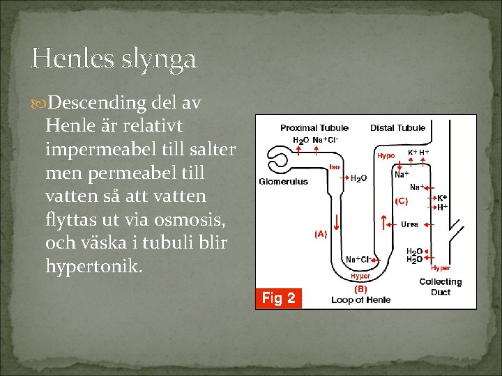 Henles slynga Descending del av Henle är relativt impermeabel till salter men permeabel till