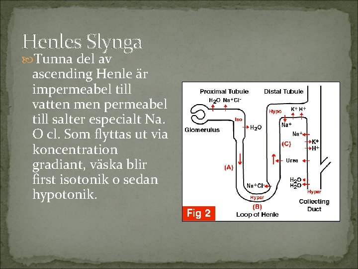 Henles Slynga Tunna del av ascending Henle är impermeabel till vatten men permeabel till
