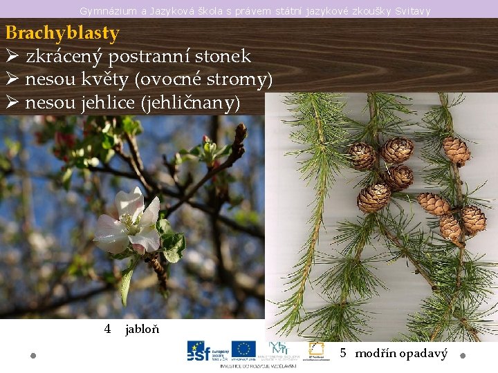 Gymnázium a Jazyková škola s právem státní jazykové zkoušky Svitavy Brachyblasty Ø zkrácený postranní