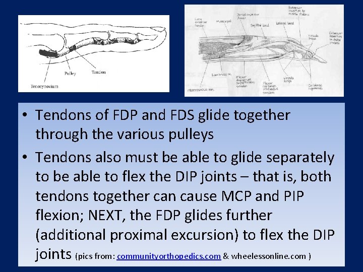  • Tendons of FDP and FDS glide together through the various pulleys •