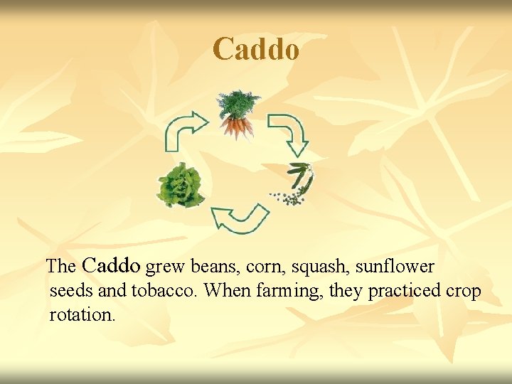 Caddo The Caddo grew beans, corn, squash, sunflower seeds and tobacco. When farming, they