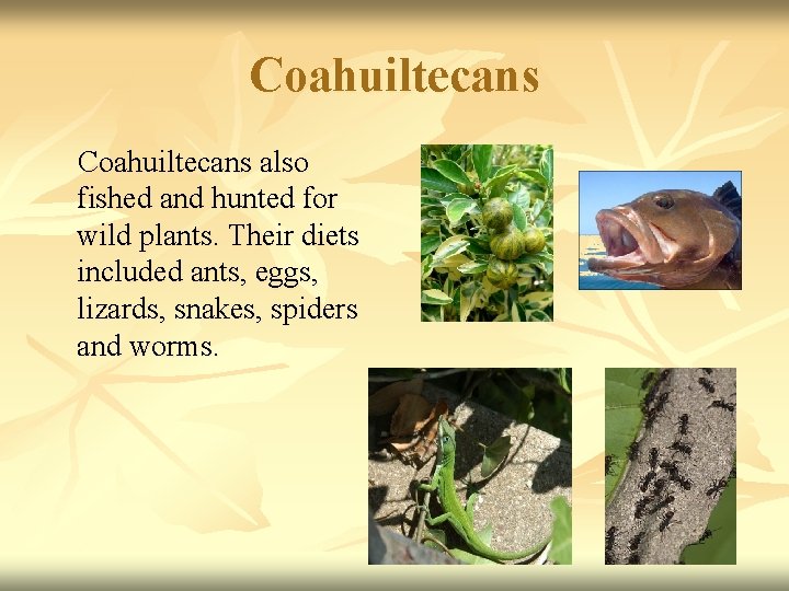 Coahuiltecans also fished and hunted for wild plants. Their diets included ants, eggs, lizards,