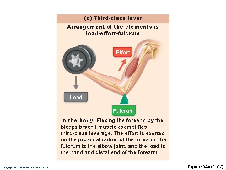 (c) Third-class lever Arrangement of the elements is load-effort-fulcrum Effort Load Fulcrum In the