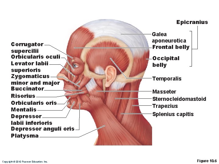 Epicranius Corrugator supercilii Orbicularis oculi Levator labii superioris Zygomaticus minor and major Buccinator Risorius