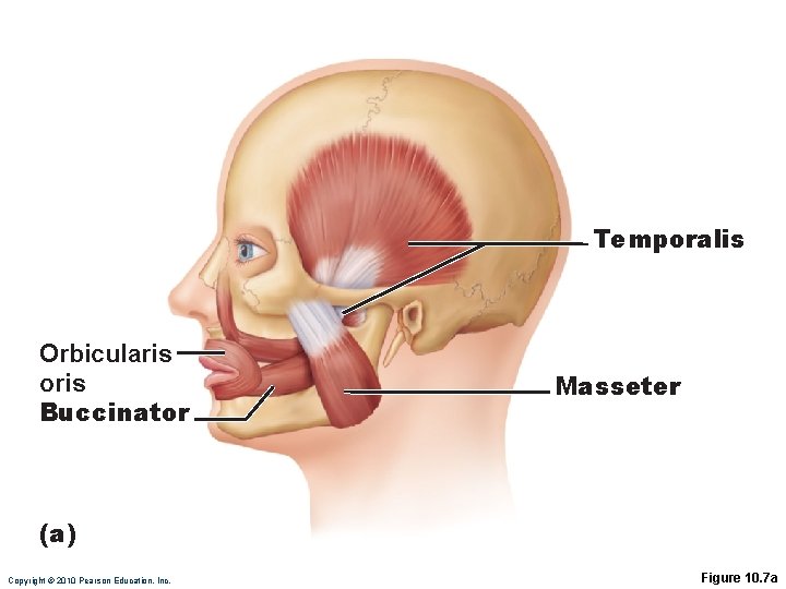 Temporalis Orbicularis oris Buccinator Masseter (a) Copyright © 2010 Pearson Education, Inc. Figure 10.