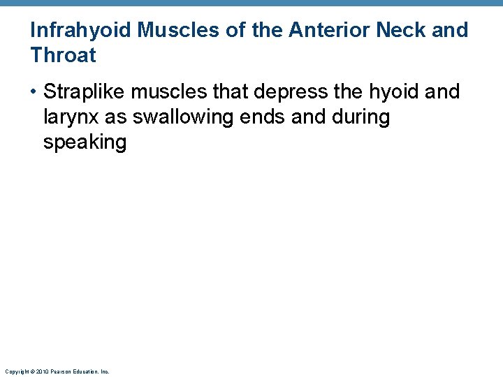 Infrahyoid Muscles of the Anterior Neck and Throat • Straplike muscles that depress the