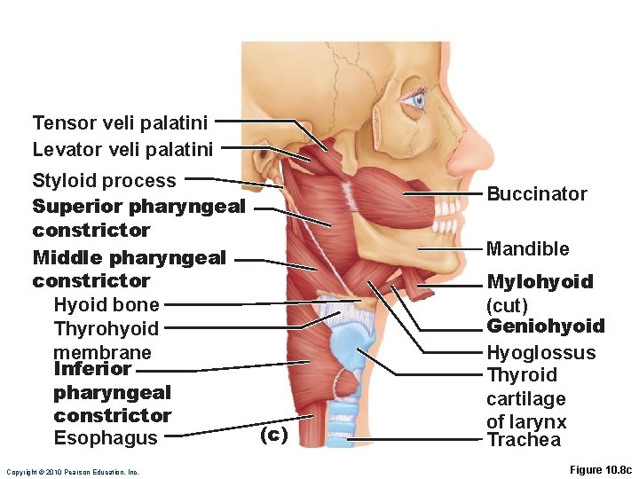 Tensor veli palatini Levator veli palatini Styloid process Superior pharyngeal constrictor Middle pharyngeal constrictor Tensor veli palatini Levator veli palatini Styloid process Superior pharyngeal constrictor Middle pharyngeal constrictor