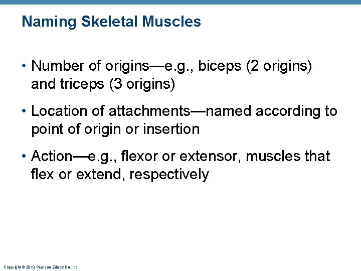 Naming Skeletal Muscles • Number of origins—e. g. , biceps (2 origins) and triceps