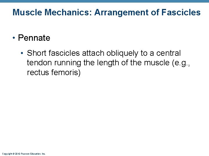 Muscle Mechanics: Arrangement of Fascicles • Pennate • Short fascicles attach obliquely to a