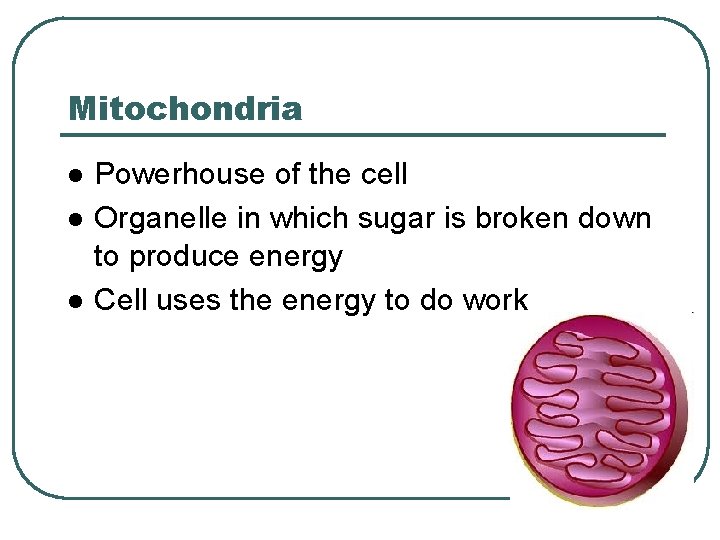 Mitochondria l l l Powerhouse of the cell Organelle in which sugar is broken