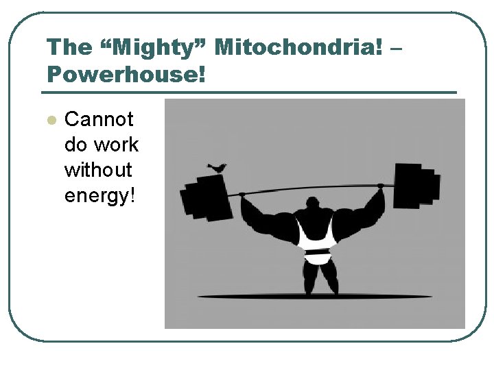 The “Mighty” Mitochondria! – Powerhouse! l Cannot do work without energy! 