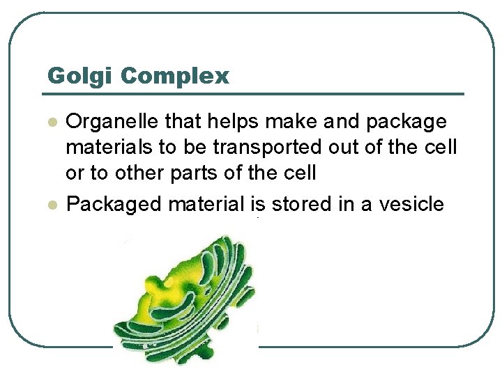 Golgi Complex l l Organelle that helps make and package materials to be transported