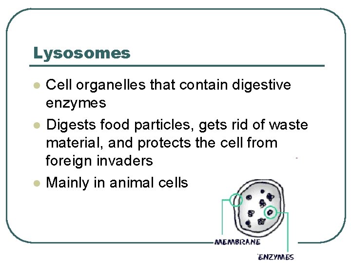 Lysosomes l l l Cell organelles that contain digestive enzymes Digests food particles, gets
