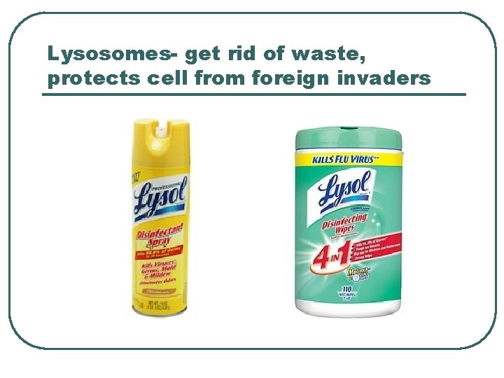 Lysosomes- get rid of waste, protects cell from foreign invaders 