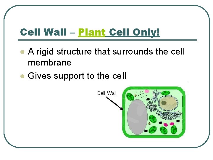 Cell Wall – Plant Cell Only! l l A rigid structure that surrounds the