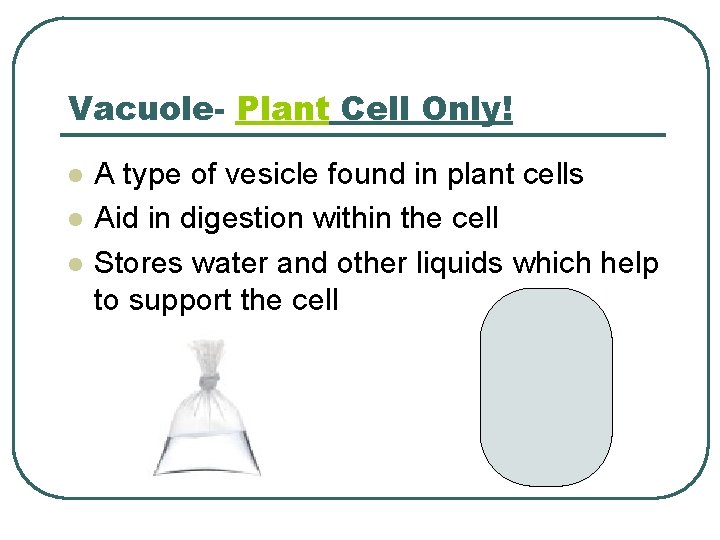 Vacuole- Plant Cell Only! l l l A type of vesicle found in plant