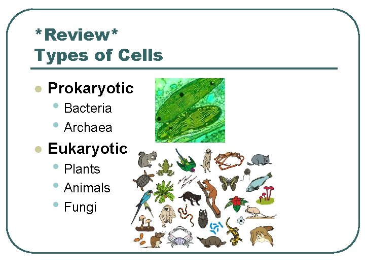 *Review* Types of Cells l Prokaryotic l Eukaryotic • Bacteria • Archaea • Plants