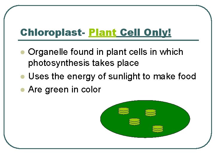 Chloroplast- Plant Cell Only! l l l Organelle found in plant cells in which