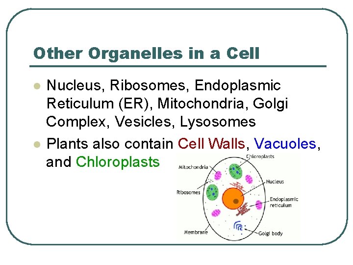 Other Organelles in a Cell l l Nucleus, Ribosomes, Endoplasmic Reticulum (ER), Mitochondria, Golgi