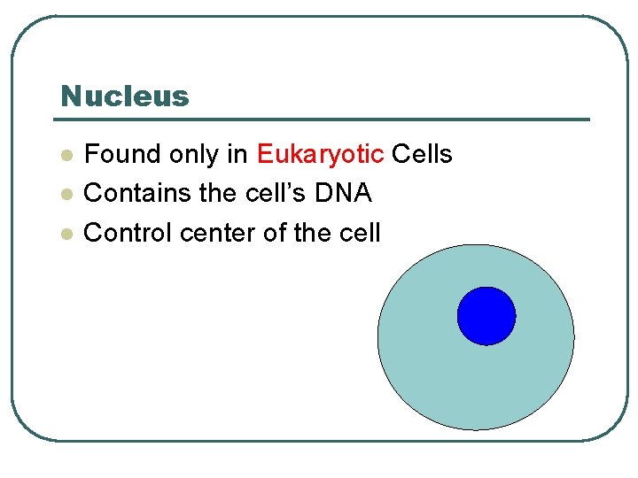 Nucleus l l l Found only in Eukaryotic Cells Contains the cell’s DNA Control