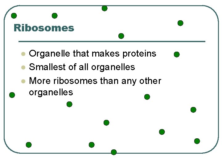 Ribosomes l l l Organelle that makes proteins Smallest of all organelles More ribosomes