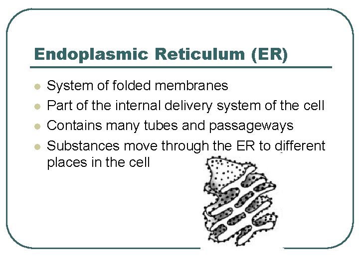 Endoplasmic Reticulum (ER) l l System of folded membranes Part of the internal delivery