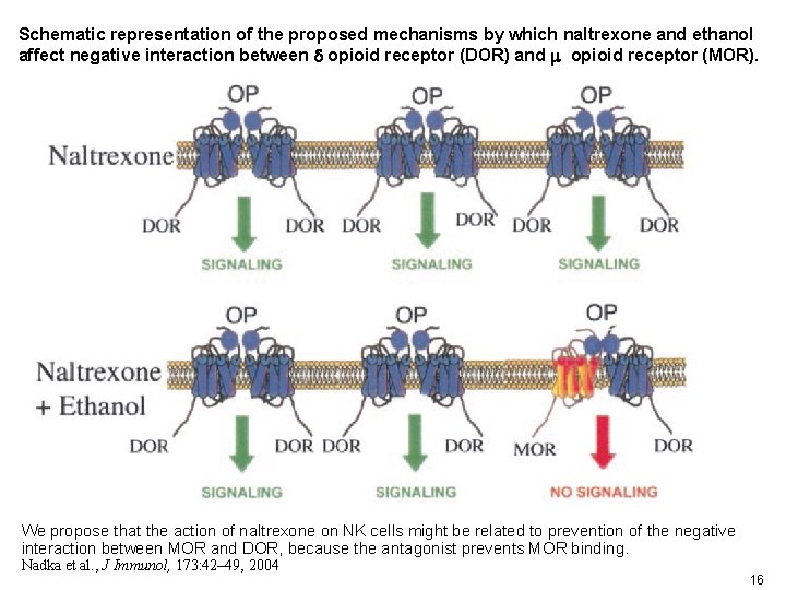 Schematic representation of the proposed mechanisms by which naltrexone and ethanol affect negative interaction