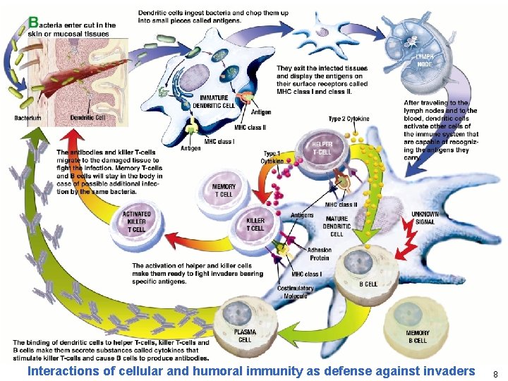 Interactions of cellular and humoral immunity as defense against invaders 8 