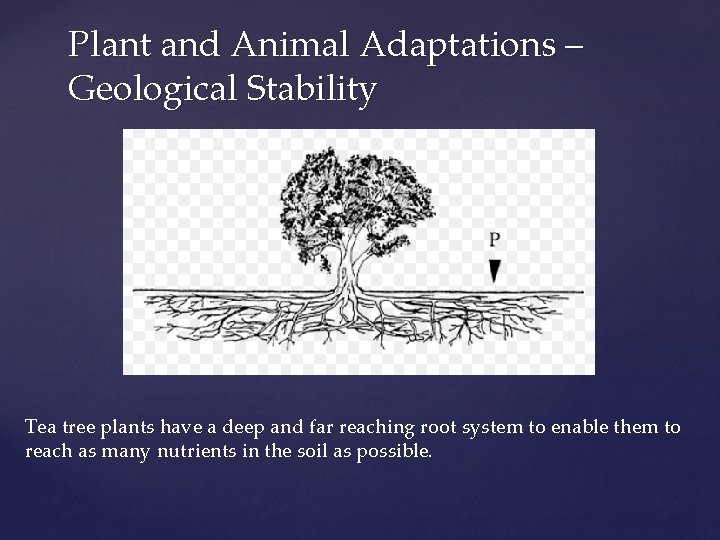 Plant and Animal Adaptations – Geological Stability Tea tree plants have a deep and