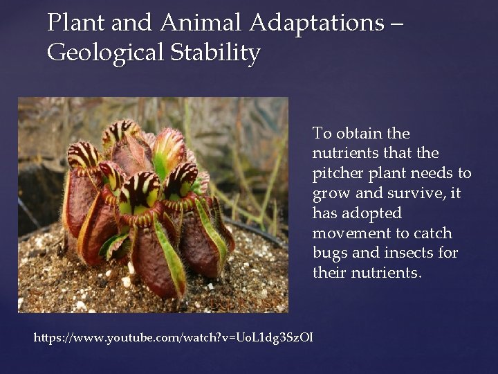 Plant and Animal Adaptations – Geological Stability To obtain the nutrients that the pitcher