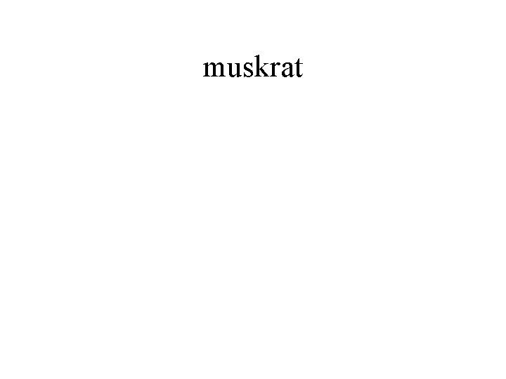 muskrat 