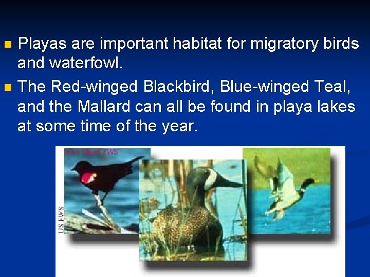 Playas are important habitat for migratory birds and waterfowl. n The Red-winged Blackbird, Blue-winged