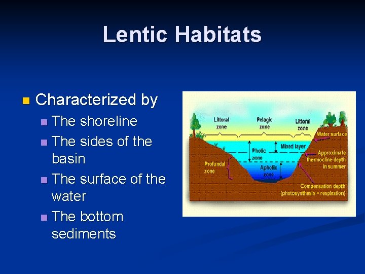 Lentic Habitats n Characterized by The shoreline n The sides of the basin n