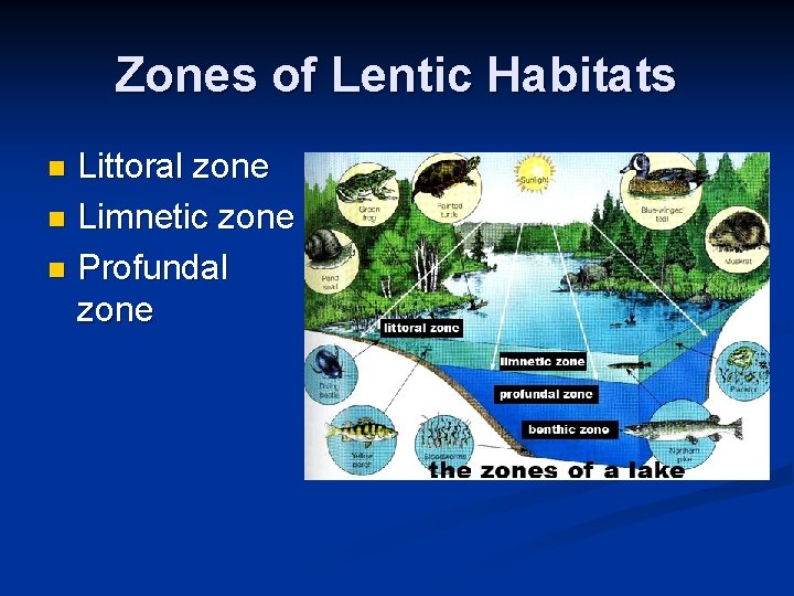 Zones of Lentic Habitats Littoral zone n Limnetic zone n Profundal zone n 