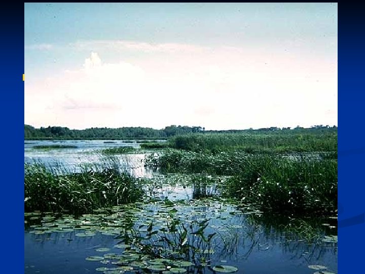 n Littoral habitat in a mesotrophic lake 