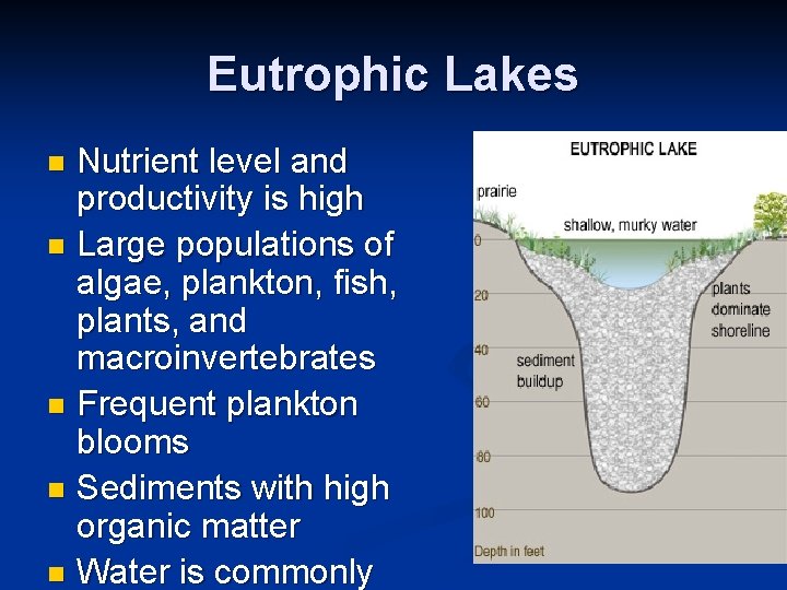 Eutrophic Lakes Nutrient level and productivity is high n Large populations of algae, plankton,