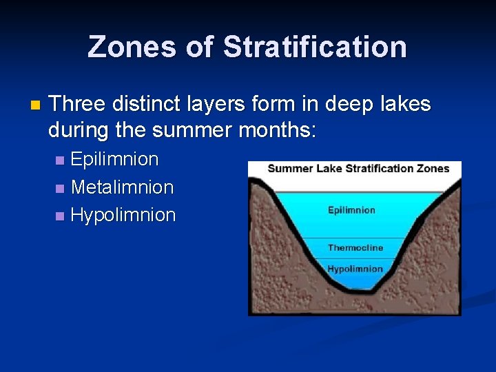 Zones of Stratification n Three distinct layers form in deep lakes during the summer