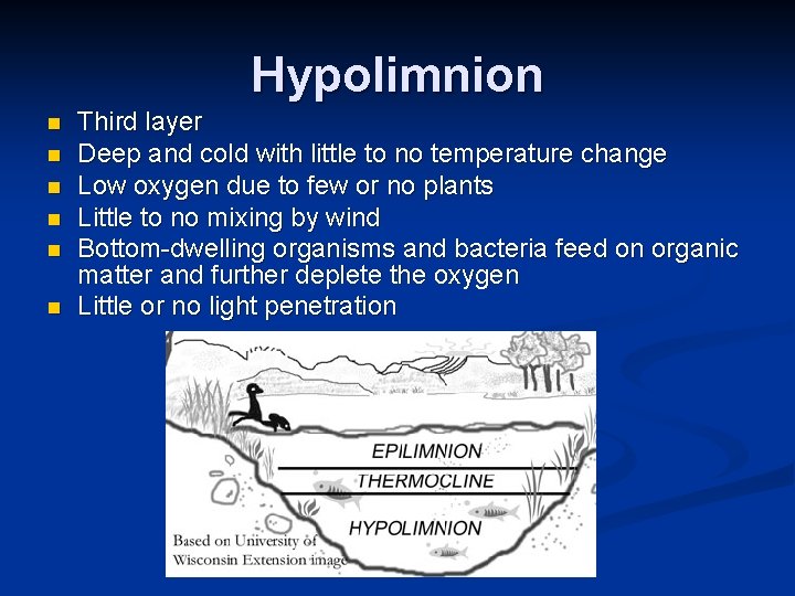 Hypolimnion n n n Third layer Deep and cold with little to no temperature