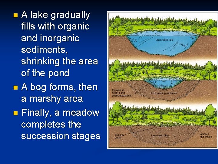 A lake gradually fills with organic and inorganic sediments, shrinking the area of the