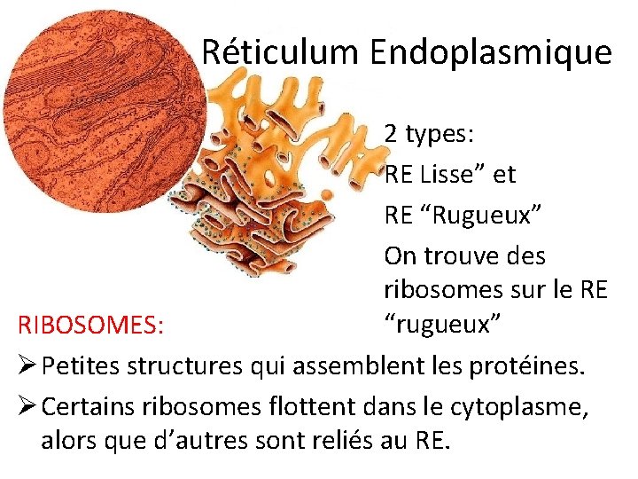 Réticulum Endoplasmique 2 types: RE Lisse” et RE “Rugueux” On trouve des ribosomes sur Réticulum Endoplasmique 2 types: RE Lisse” et RE “Rugueux” On trouve des ribosomes sur