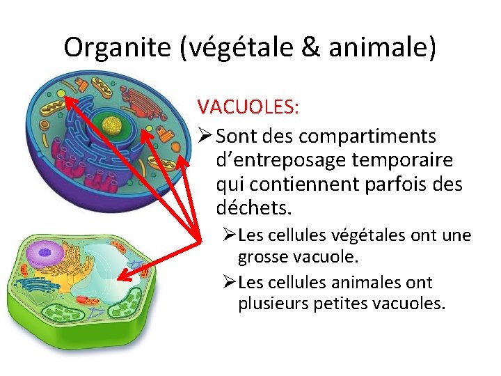 Organite (végétale & animale) VACUOLES: Ø Sont des compartiments d’entreposage temporaire qui contiennent parfois Organite (végétale & animale) VACUOLES: Ø Sont des compartiments d’entreposage temporaire qui contiennent parfois
